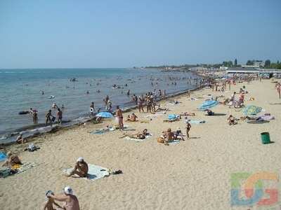 Чайка Евпатория