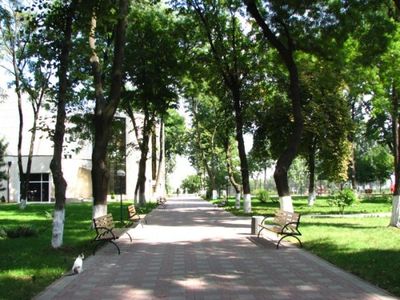 Белая акация Одеса