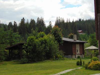 Клен Микуличин